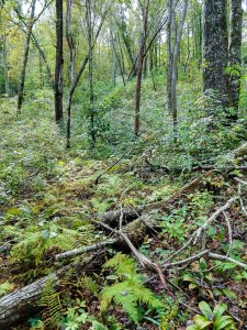 Open Woods along the Walton Interpretive Trail