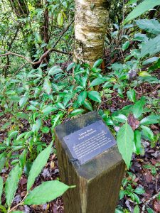 Yellow Birch Sign on the Walton Interpretive Trail