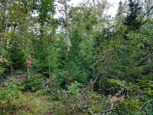 Young Red Spruce on the Walton Interpretive Trail