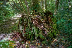 Enormous Ancient Stump