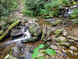 Little Andy Creek Crossing on Elk Pen Trail