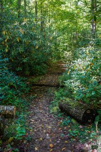 Nicely Maintained Trail