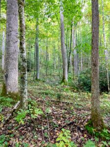 Open Cove Forest on the Elk Pen Trail