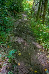 Sidehill Section of the Elk Pen Trail