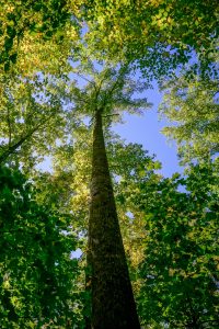 Tall Tree and Blue Sky