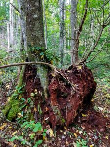 Tree on Old Stump
