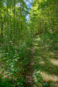 Laurel Gap Trail Near the End