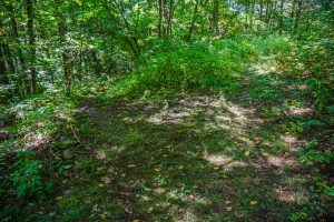 Little Andy and Laurel Gap Trails