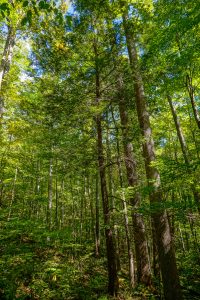 Little Andy Trail Hemlock