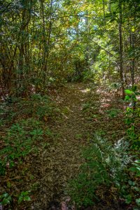 Little Andy Trail on a Ridge