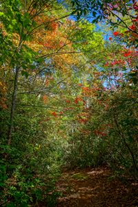 Start of Fall Color on Little Andy Trail