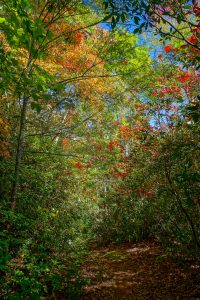 Start of Fall Color on Little Andy Trail