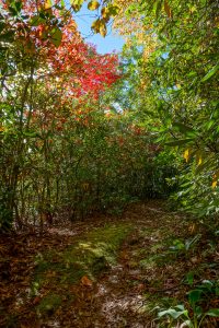 Start of Fall Color on Little Andy Trail