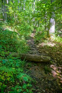 Wet Section of Little Andy Trail