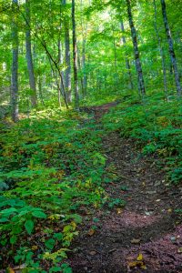 Pleasant Forest on the Upper Corner Rock Trail