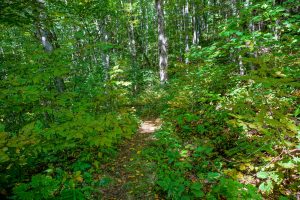 Top of Upper Corner Rock Trail