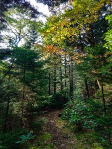 Autumn Leaves on the Buncombe Horse Range Trail