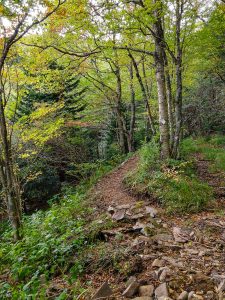 Birch Forest on the Buncombe Horse Range Trail