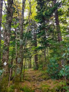 Diamond Blaze on the Buncombe Horse Range Trail