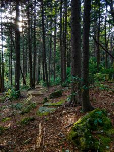 Enchanted Forest on the Buncombe Horse Range Trail