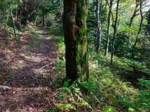 Mossy Tree on the Buncombe Horse Range Trail