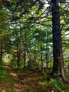 Buncombe Horse Range Trail near MST