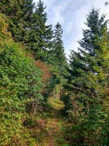 Opening in the Forest on the Buncombe Horse Range Trail