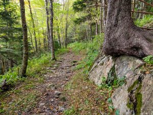 Red Spruce On a Rock Along the Buncombe Horse Range Trail