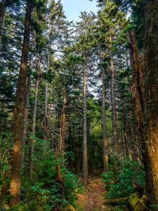 Stand of Red Spruce on the Buncombe Horse Range Trail