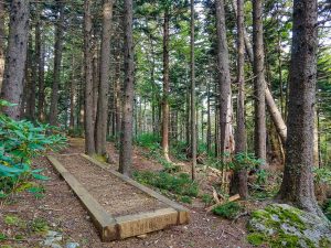 Well-Maintained Buncombe Horse Range Trail