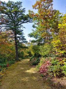 Fall Color along FS 482B