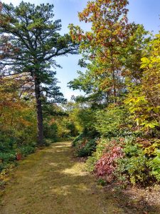 Fall Color along FS 482B