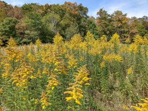Fall Color and Goldenrod