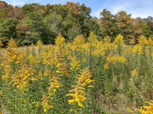 Fall Color and Goldenrod
