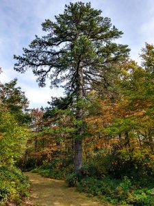 Pitch Pine in Fal