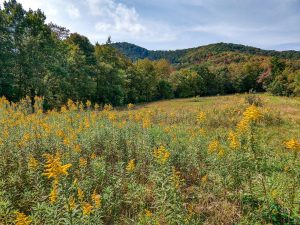 Goldenrod View