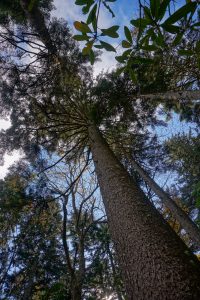 Red Spruce on the Heartbreak Ridge Trail