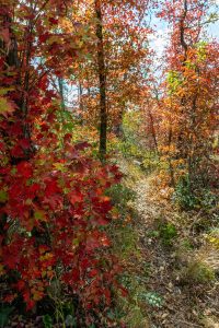 Young Shrubby Trees on the Mountains to Sea Trail