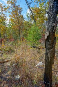 Fire Scalded Tree Beside the Mountains to Sea Trail