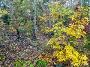 Autumn Color on the Mountains to Sea Trail