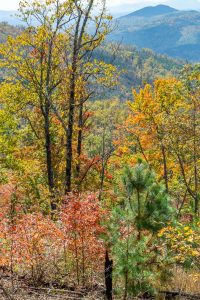 Fall Color on the Lower Slopes of Bald Knob