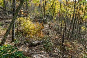 Messy Forest and Fall Color