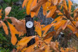 Mountains to Sea Trail Sign Post and Fall Leaves