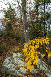 Autumn Leaves on Bald Knob