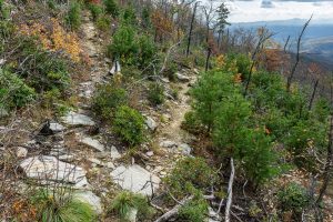 Switchback on the Mountains to Sea Trail on Bald Knob