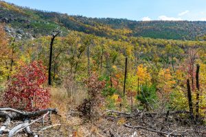 View of the Ridge Sout of Bald Knob