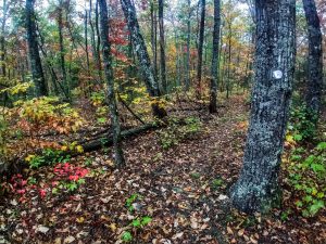 Autumn Color on the Mountains to Sea Trail