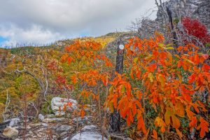 White Blaze and Orange Leaves