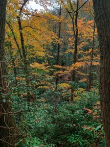 The Forest near Toms Creek Falls in Fall Color