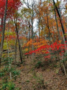 Fall Color above Toms Creek Falls
